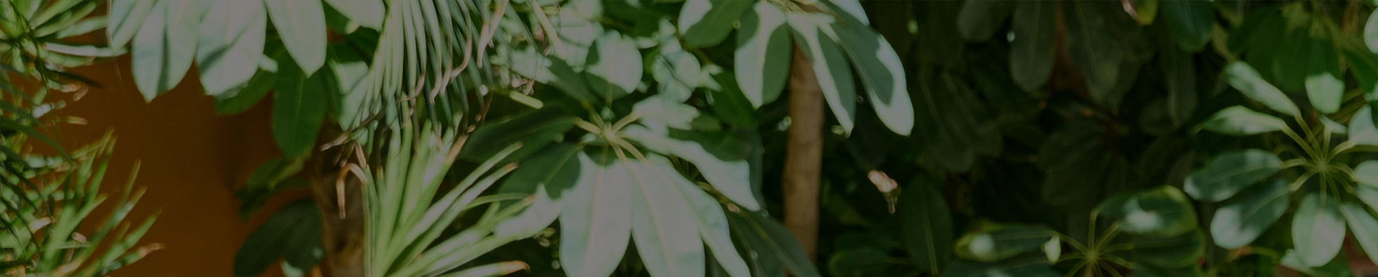 Green plants